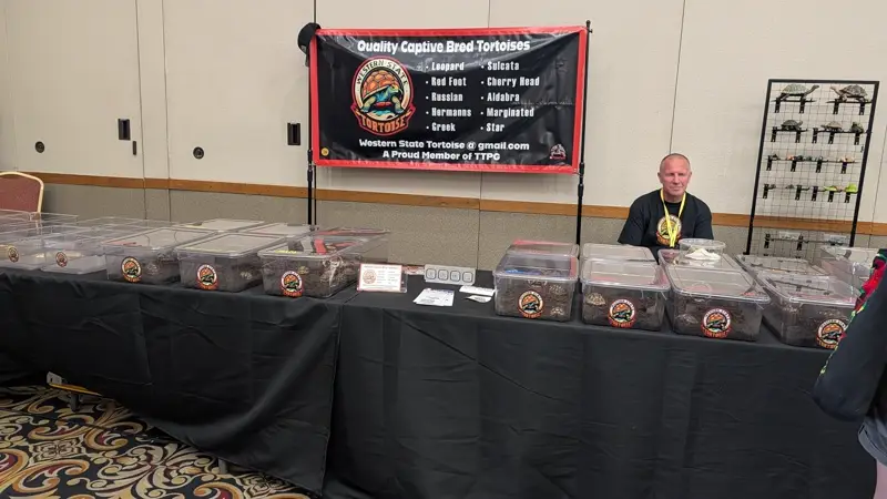 Custom Banners Preview